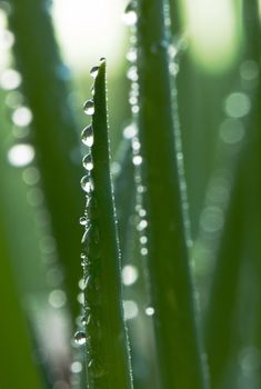 Spring onions growing in the garden with water droplets from rain on them.