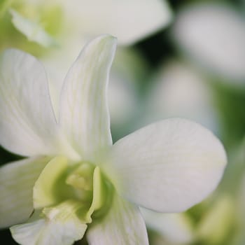 Flowers with soft out of focus leaves and flowers in the background