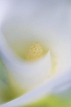 The inside of a flower with soft focus around