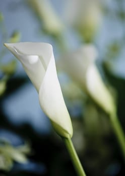 Flowers with soft out of focus leaves and flowers in the background