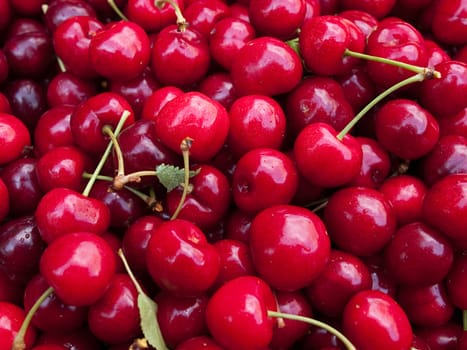 Heap of sweet red fresh cherries
