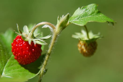 strawberries in the summer in the fields