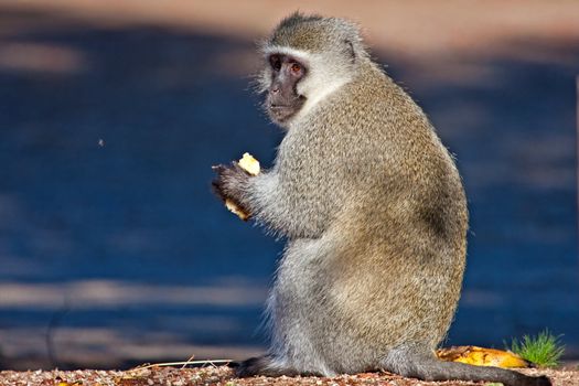 Vervet monkey sitting on the road