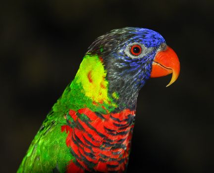 Closeup portrait of a colorful Rainbow Lorikeet