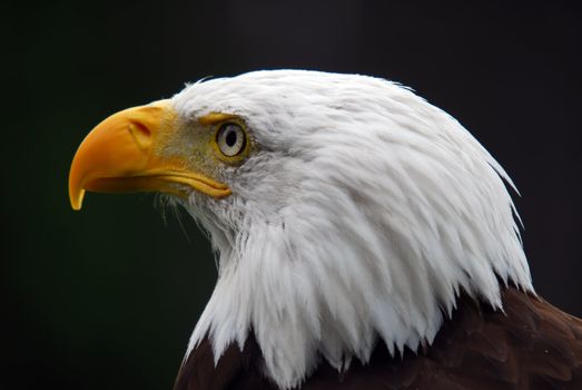 Portrait of a majestic American Bald Eagle bird of pray