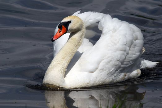 Closeup picyture of a beautiful White Swan swimming