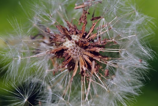 Closeup picture of a dandelion or taraxacum in bloom