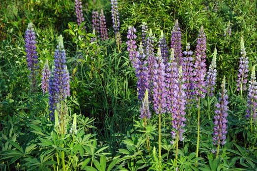 Field of wild lupines growing in a Northern forest
