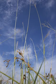 Green grass and blue sky. Can be use as background in design.