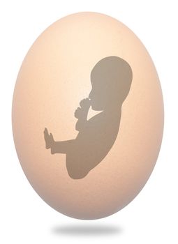 Illustration of a baby Foetus inside an egg