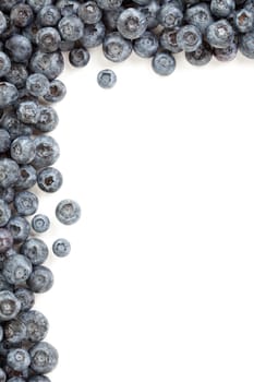 Fresh Blueberries Border Isolated on a White Background.