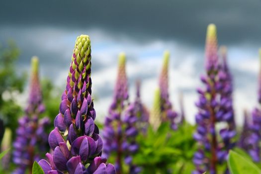 field of blue lupine flowers under  sky 