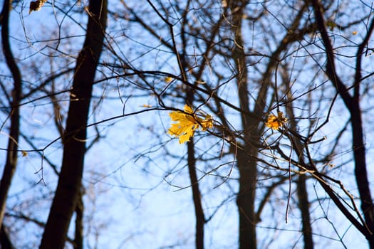 last golden leaf at the tree among the branch against beautiful  blue sky