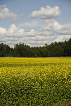 The rape field in Finland taken on July 2009