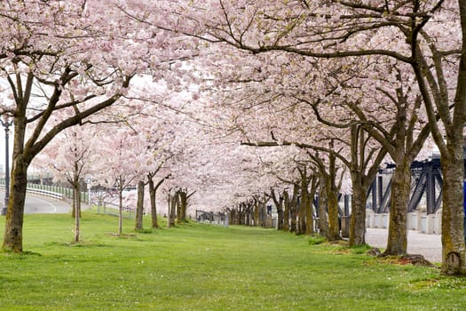 Cherry Blossom Trees in Waterfront Park Portland Oregon