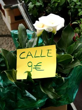 9 euro for typical white flower in the market of Milan