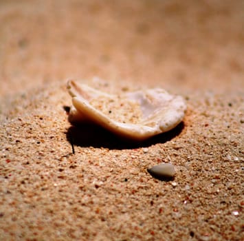 Pieces of shell on Eagle beach, Aruba, Ducth Caribbean.