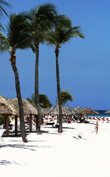 Palms in the wind on the caribbean beach of Aruba.