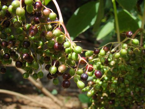 close up of elderberry