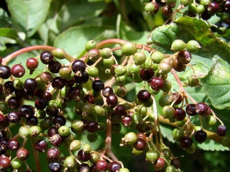 close up of elderberry