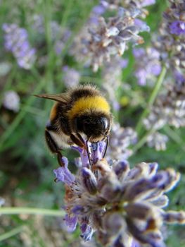 close up uf bee on lavender