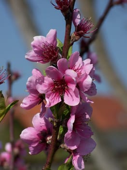 red peach blossoms on a sunny spring morning