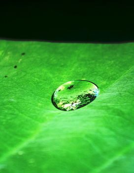 Water on lotus leaf