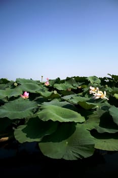 Lotus flowers on blue sky horizon