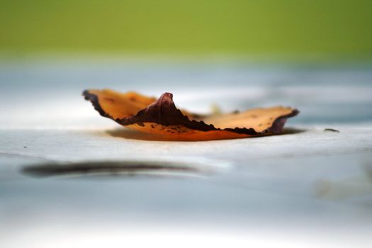 Isolated leaf on white table