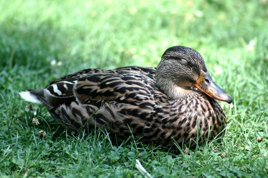 Duck sleeping on the grass