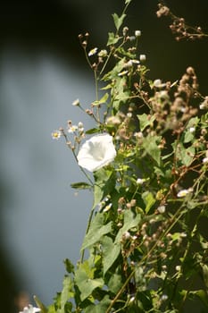 White flower in the bush