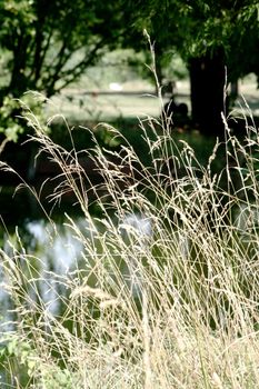 Herbs in the marsh