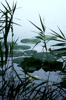 Lake of mantova, Italy