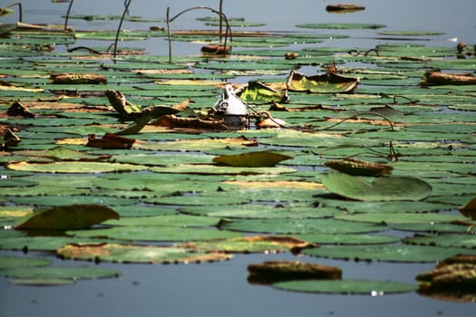 Lotus leaves in lake of Mantova, Italy.