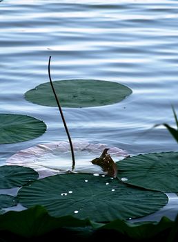 Leaves of lotus in lake of Mantova, Italy.