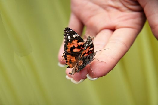 a butterfly is sitting on a hand - close up against a green background