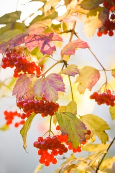 Guelder Rose, also called Water Elder, European Cranberrybush, Cramp Bark or Snowball Tree with red berries and colored leaves in autumn with sky background in october