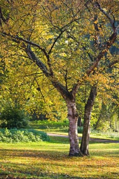 Birch trees with yellow colored leafs in fall in the park on sunny morning