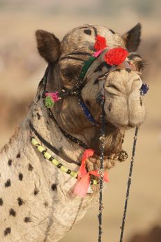 Portrait of a decorated camel at the annual Pushkar Fair in Rajasthan, India