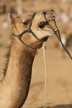 Vocal camel at the annual Pushkar fair in Rajasthan, India