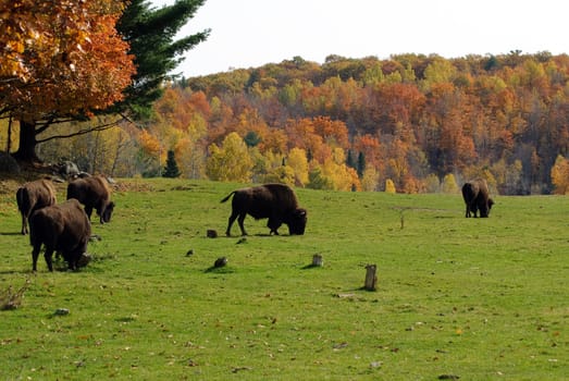 Picture of a small bison herd in the Fall season