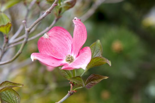 Pink Dogwood Tree Flower Closeup