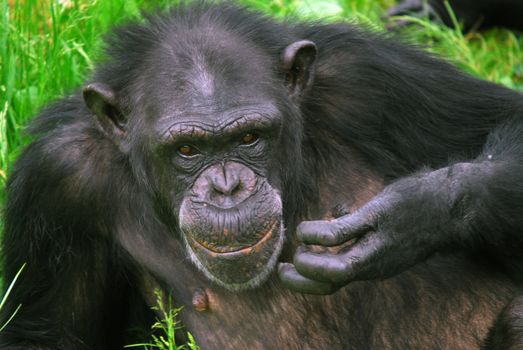 Closeup picture of a Common Chimpanzee at rest