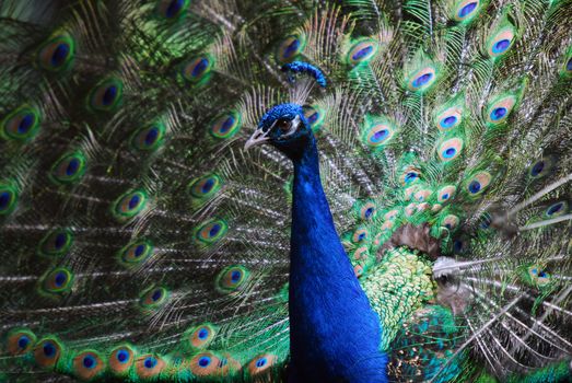 Closeup picture on an Indian Peafowl with its tail opened