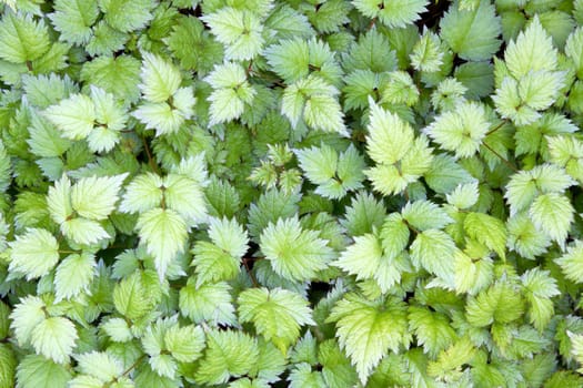 Astilbe Herbaceous Perennial Plant Leaves Background