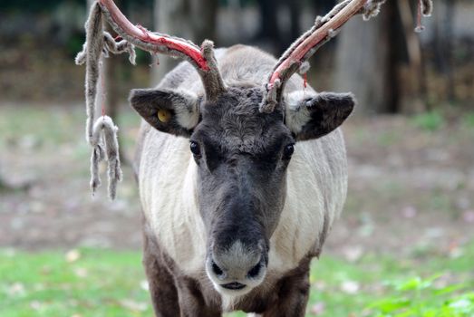 Closeup picture of a reaindeer losing the velvet on its antlers