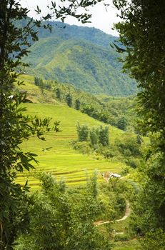 View of vietnamese rice fields