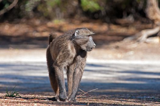 Baboon walking on the road
