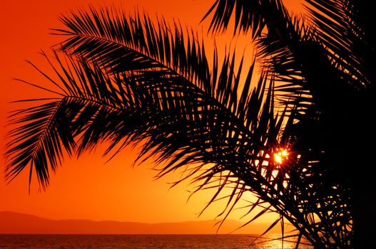 Picture of a setting sun partially hidden by a palm tree branch