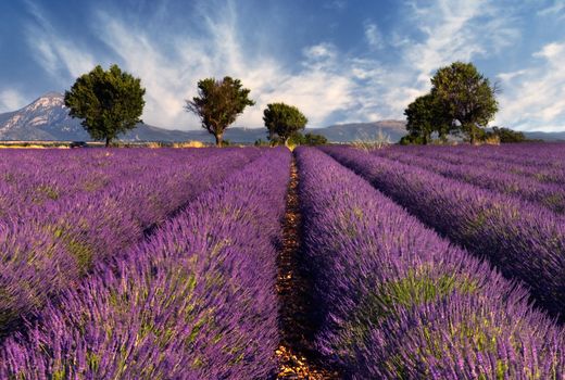 Image shows a lavender field in the region of Provence, southern France, photographed on a windy afternoon